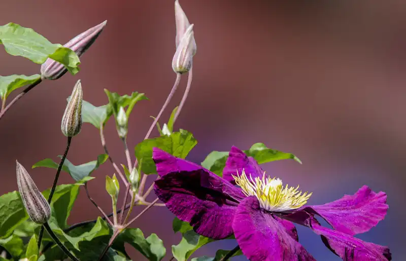 Is clematis good for your skin?